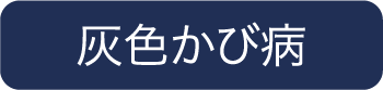 灰色かび病