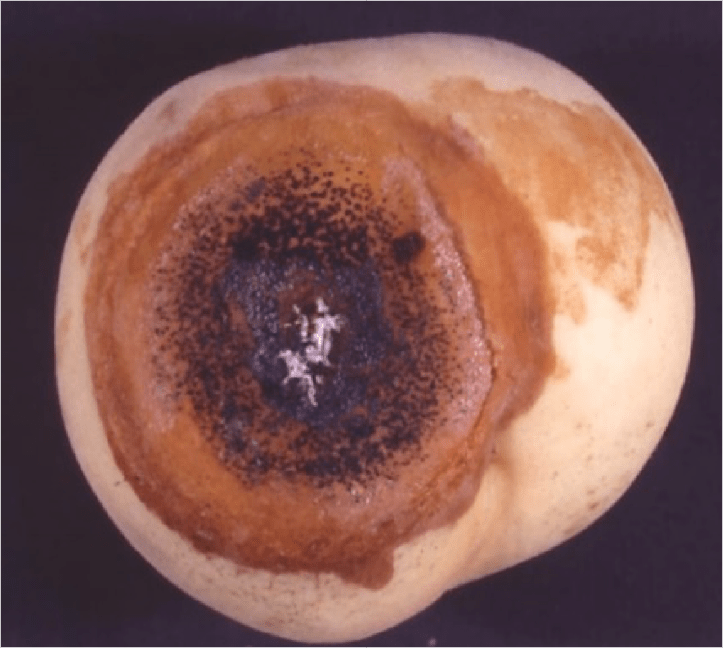 果実の激しい病斑