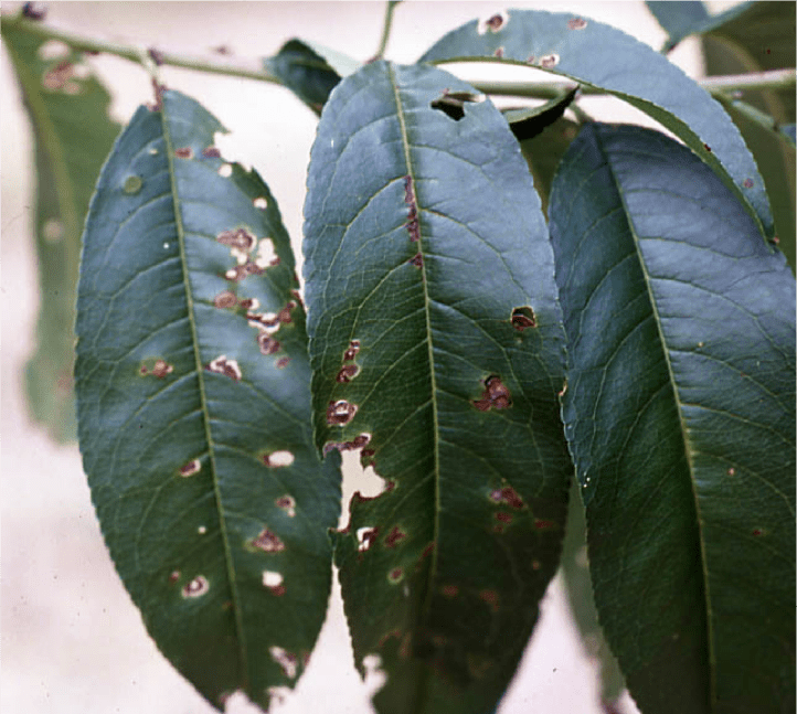葉の後期病斑