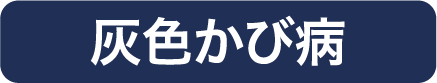 灰色かび病