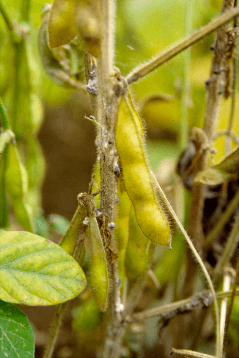 菌核病（清水原図）