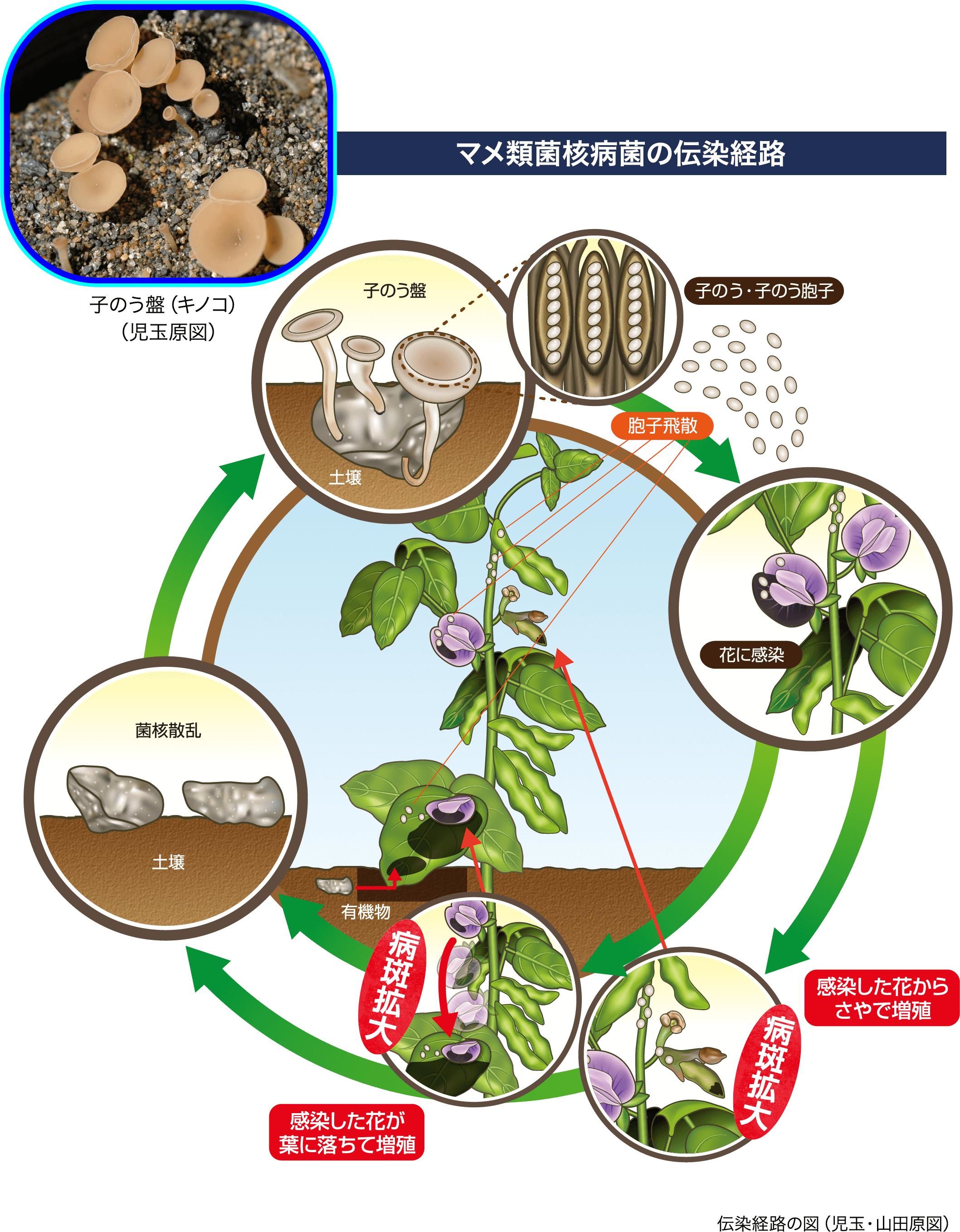 マメ類菌核病菌の伝染経路