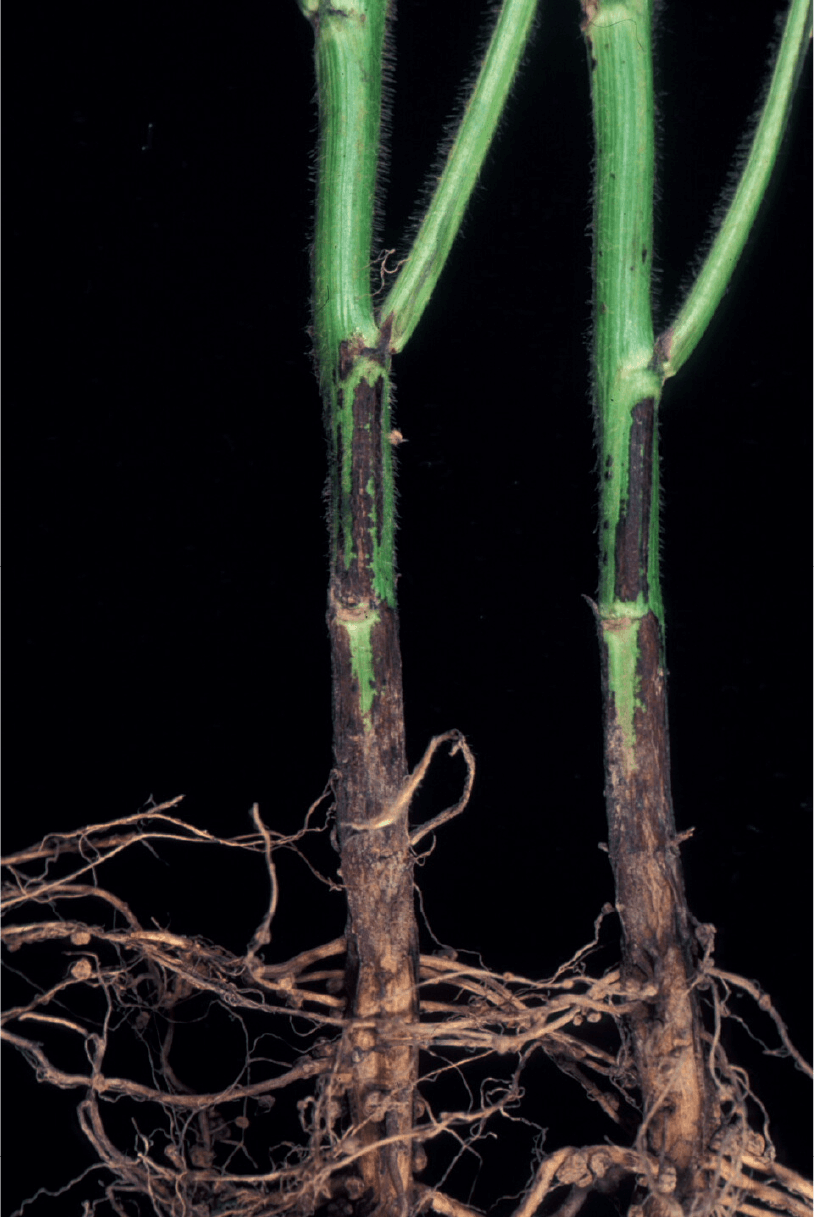 茎疫病、根と茎が褐変（児玉原図）