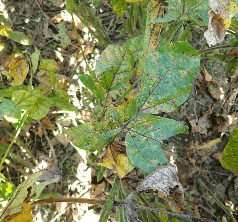 褐色輪紋病、葉の病斑