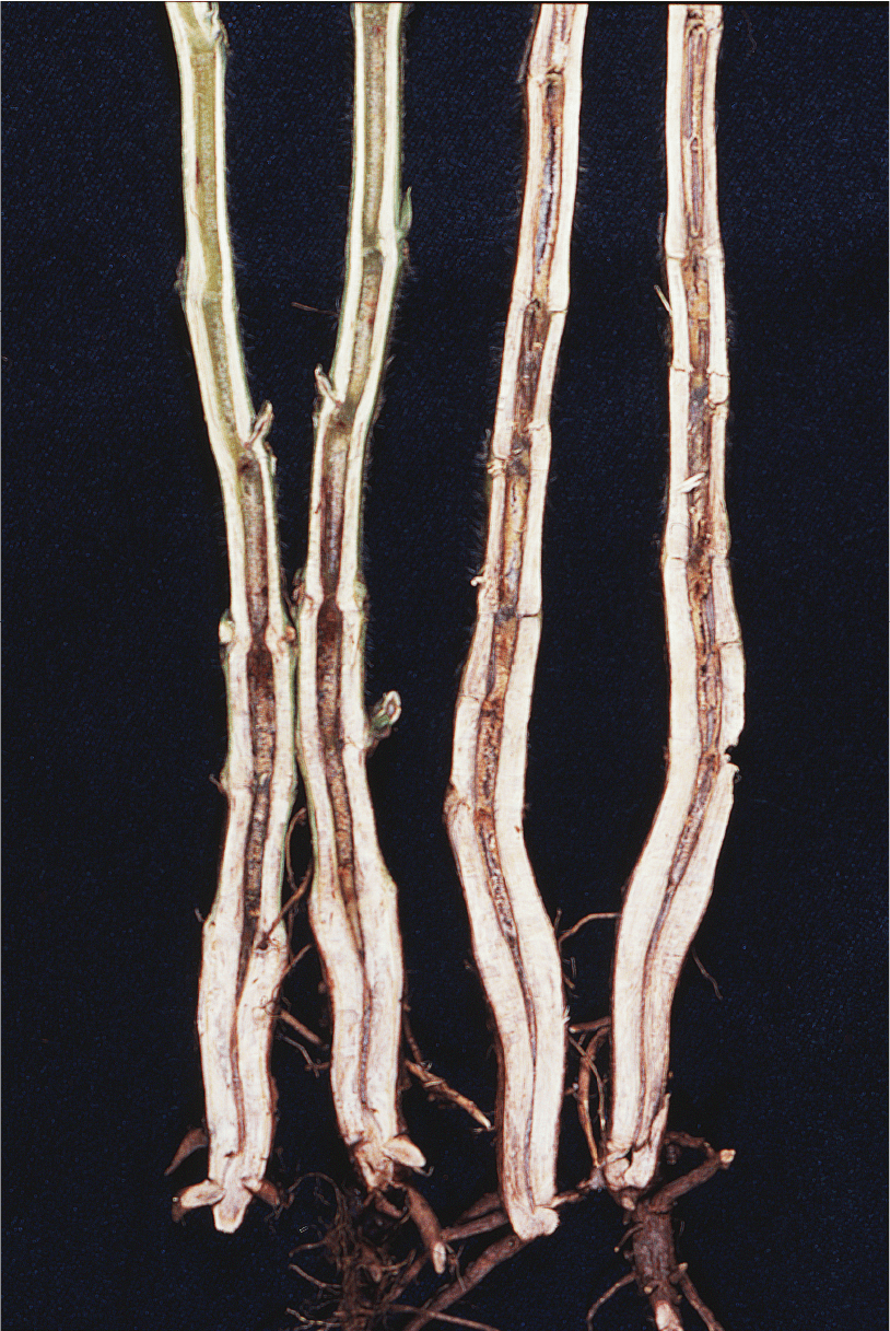 落葉病、茎の内部の褐変（児玉原図）