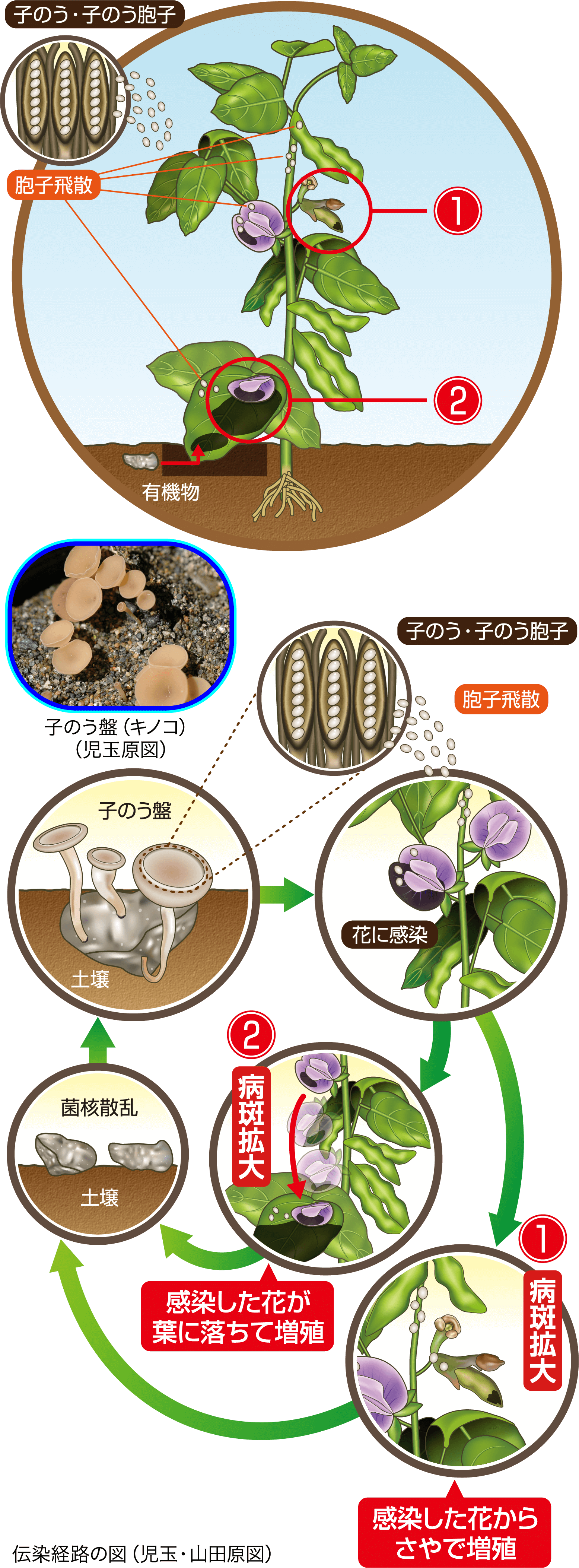 マメ類菌核病菌の伝染経路