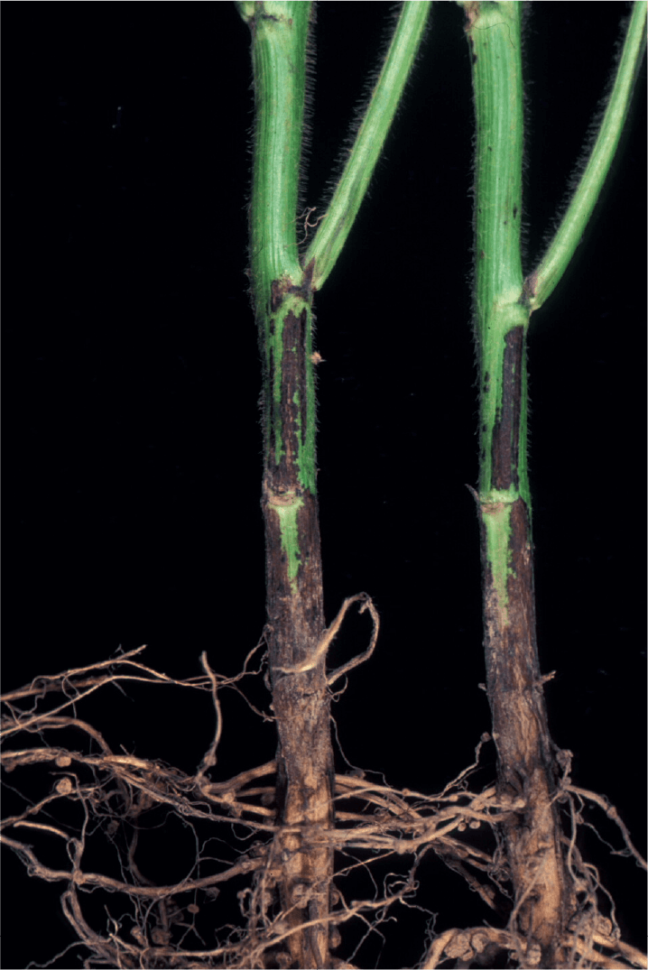 茎疫病、根と茎が褐変（児玉原図）