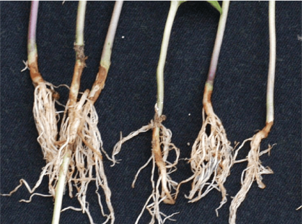リゾクトニア根腐病（児玉原図）