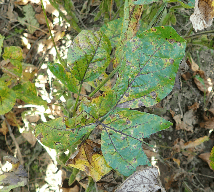 褐色輪紋病、葉の病斑