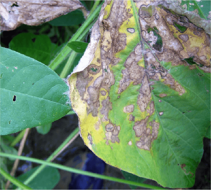 菌糸で葉から葉へ伝染する