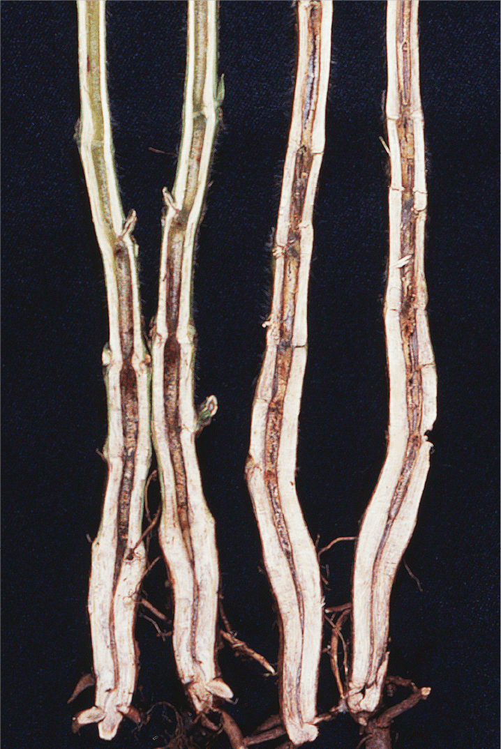 落葉病、茎の内部の褐変（児玉原図）