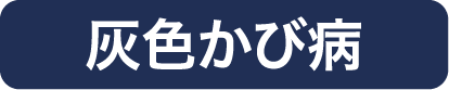 灰色かび病