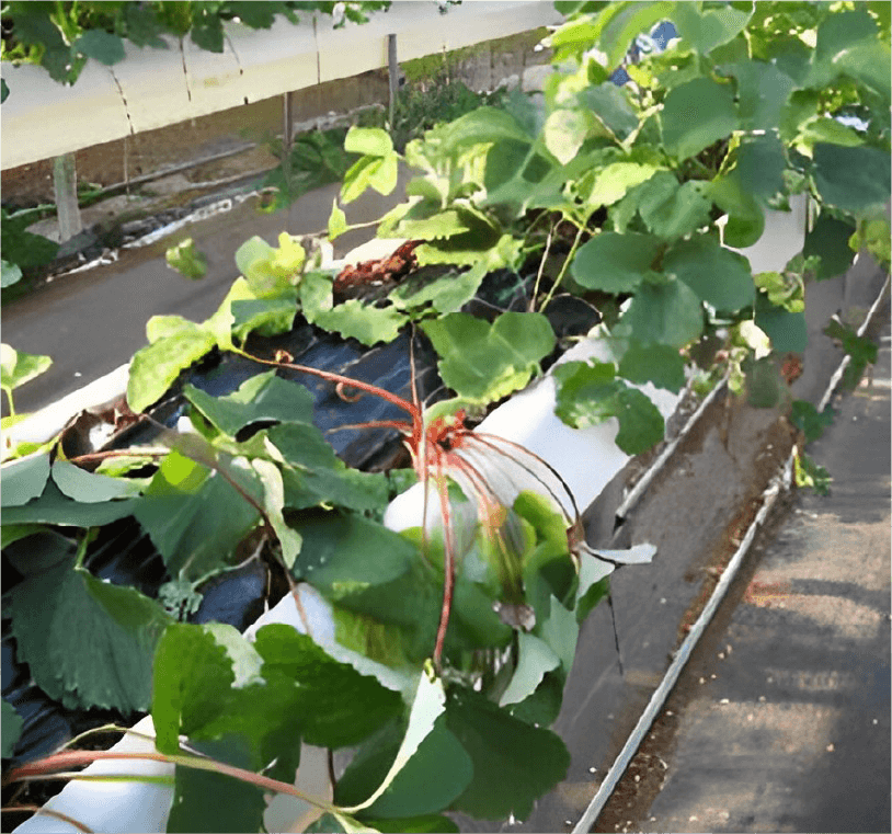 発病株の萎凋症状