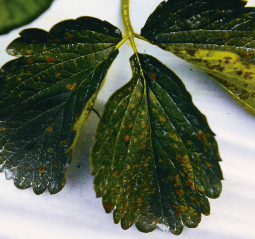 葉表に形成した病斑