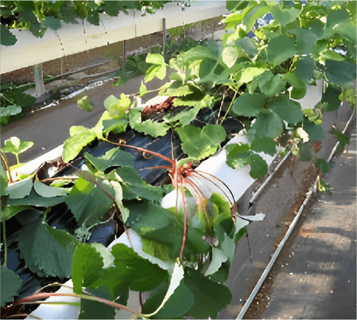 発病株の萎凋症状