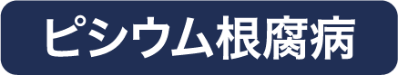 ピシウム根腐病