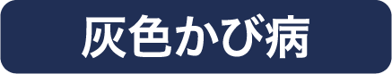 灰色かび病