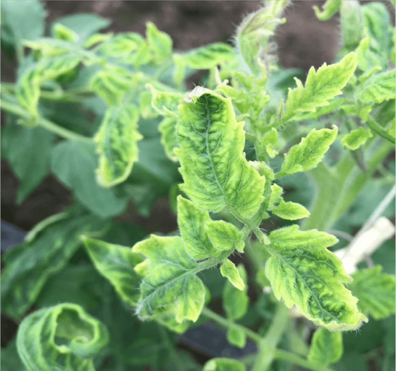 茎頂部の萎縮症状