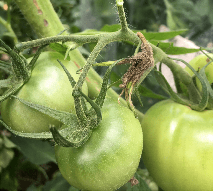 花弁での発生