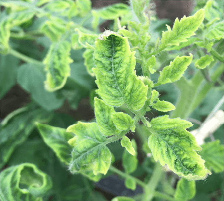 茎頂部の萎縮症状