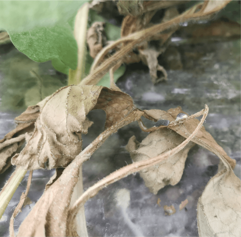 白色綿状の菌糸と菌核