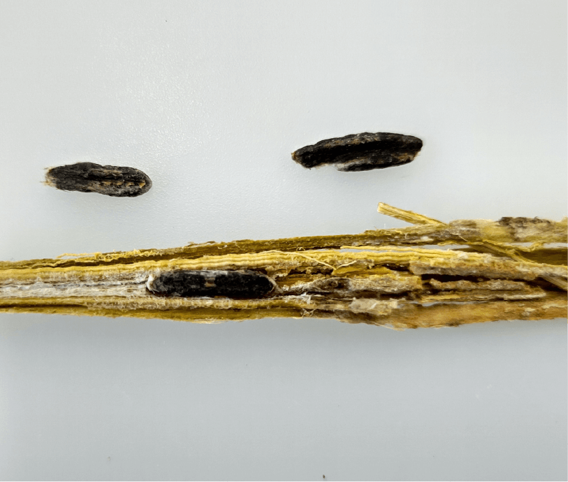 茎内の菌核