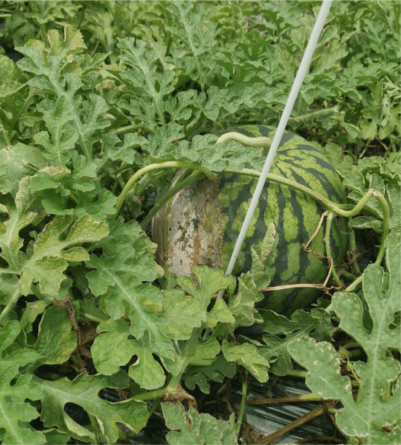 白色綿毛状の菌糸