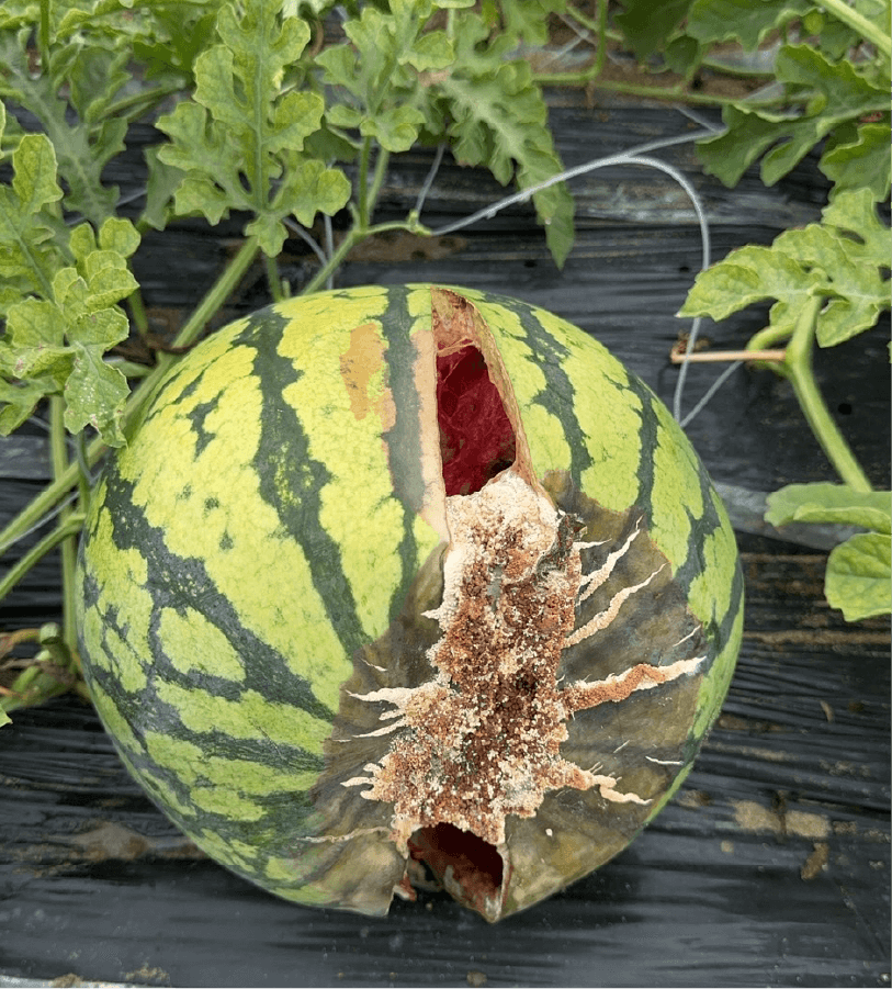 果実の症状