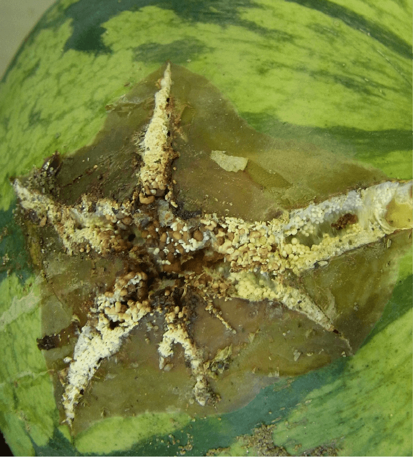 粟粒状の菌核