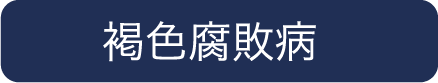 褐色腐敗病