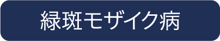 緑斑モザイク病
