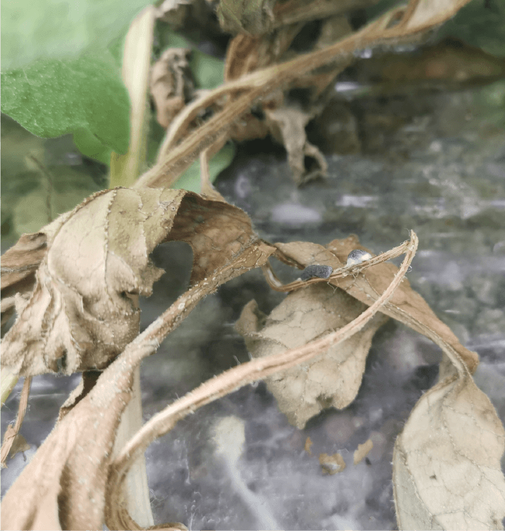 白色綿状の菌糸と菌核