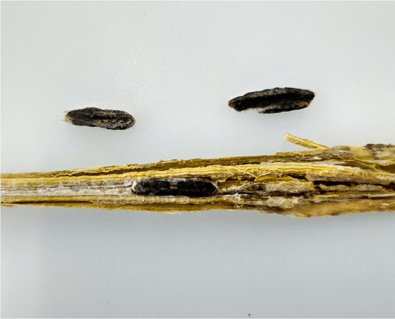 茎内の菌核