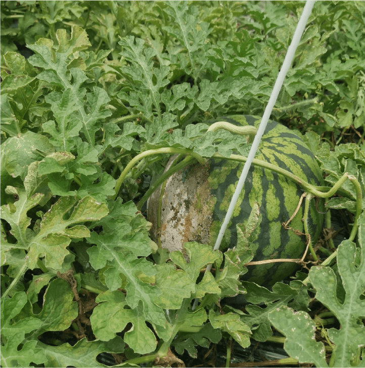 白色綿毛状の菌糸