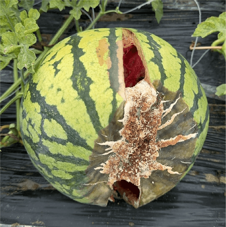 果実の症状