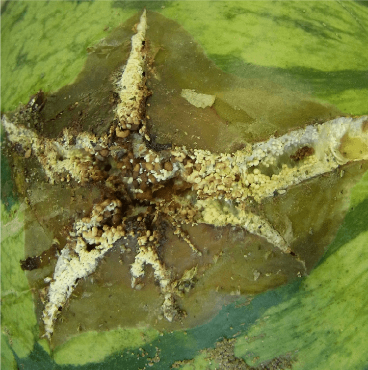 粟粒状の菌核