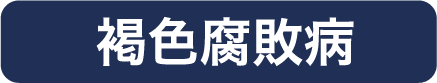 褐色腐敗病