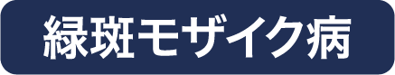 緑斑モザイク病