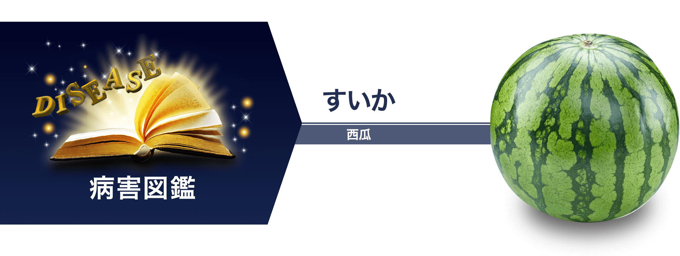 すいか　病害図鑑