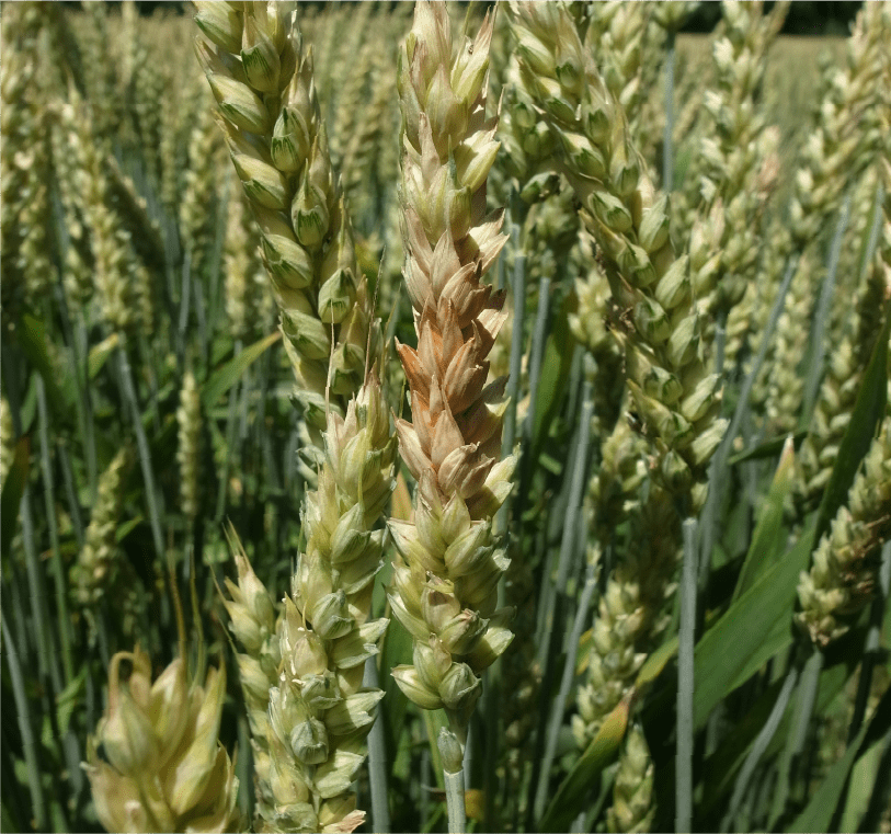 小穗の枯死および橙色のスポロドキア