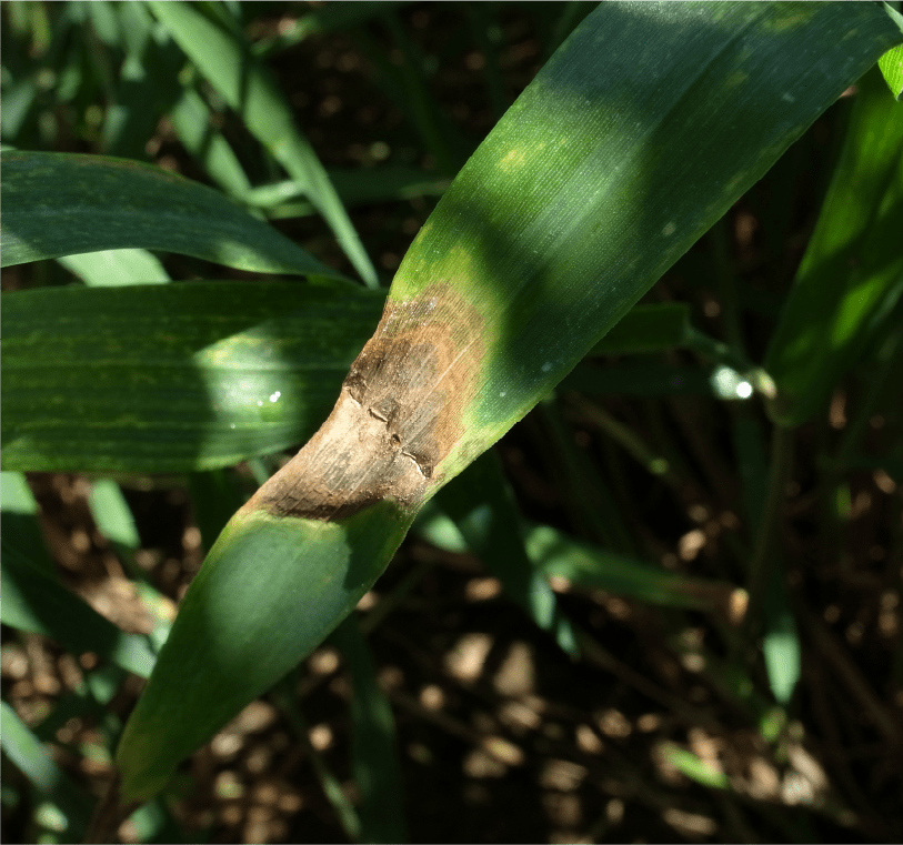 Microdochium属菌による葉枯症状