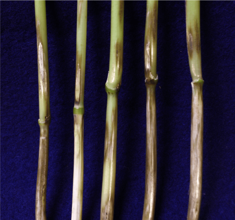 地際部稈（かん）の紡錘状病斑