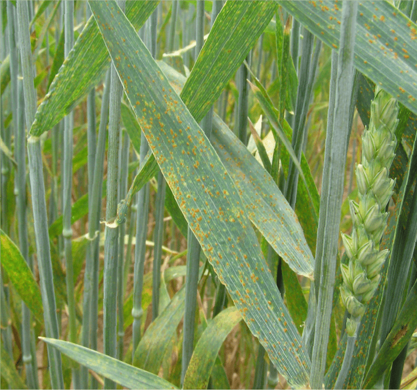 赤褐色の夏胞子堆