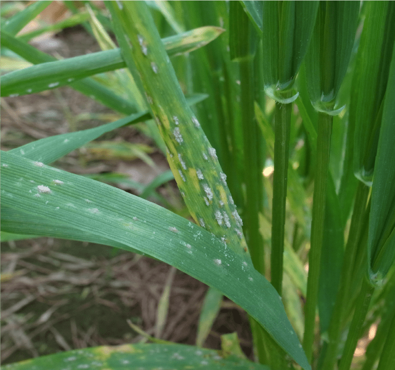 葉身に形成された白色の病斑