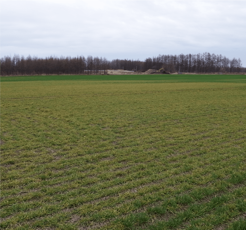 茎葉の黄化および萎縮