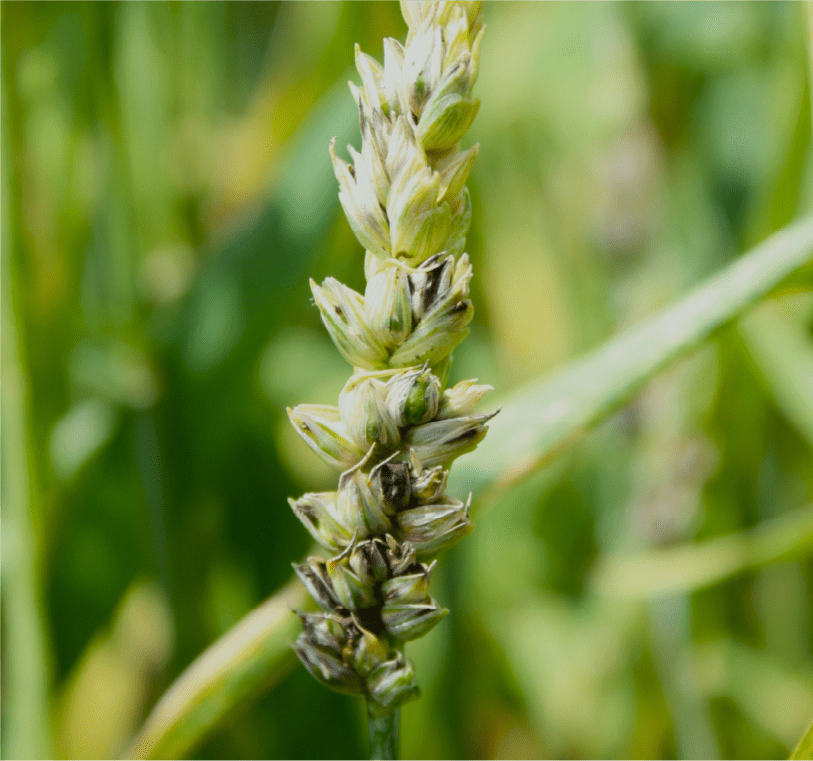 形が崩れ黒色粉状の胞子が現れた罹病穂