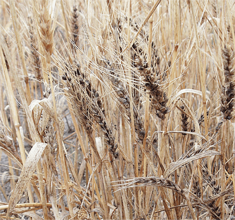 わい化した罹病穂