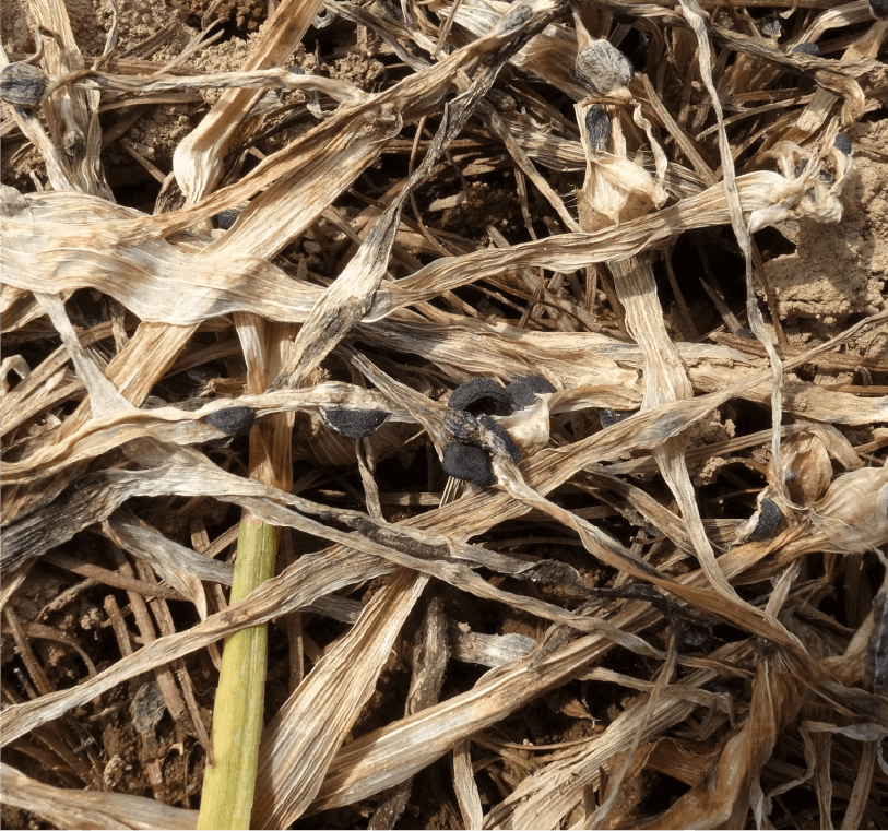 雪腐大粒菌核病枯死葉上に形成された黒色不整形の菌核