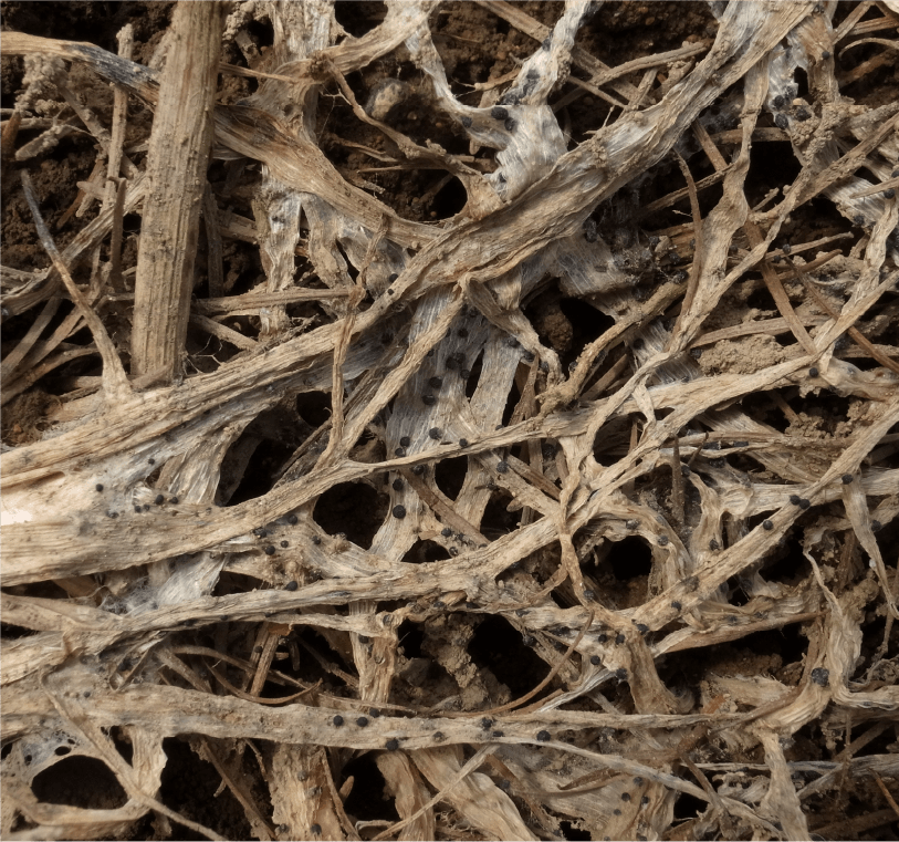 雪腐黒色小粒菌核病枯死葉上に形成された黒色球状の菌核