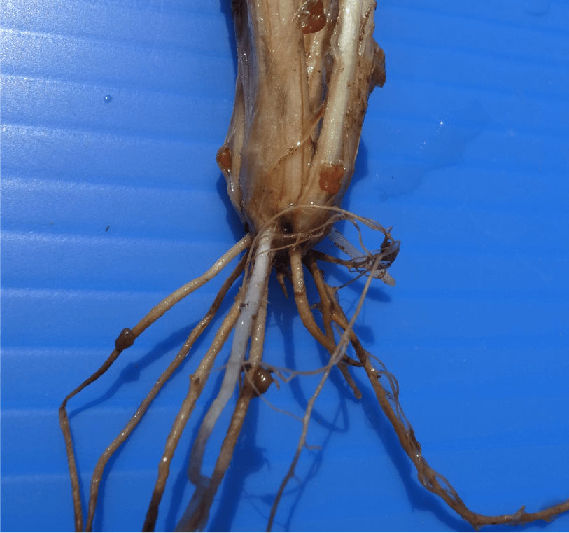 雪腐褐色小粒菌核病葉鞘および根に形成された褐色の菌核